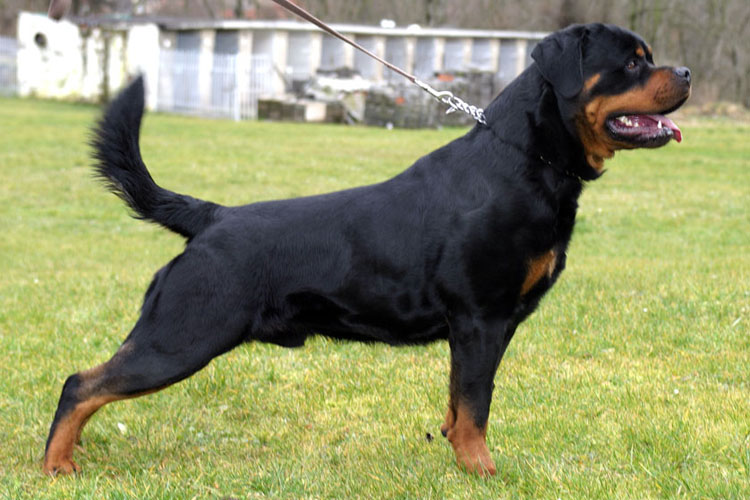 Good Informations About Rottweiler Dogs Neat Pets ( Dogs & Cats ) - 750x500 - jpeg Rottweiler Dogs As Pets